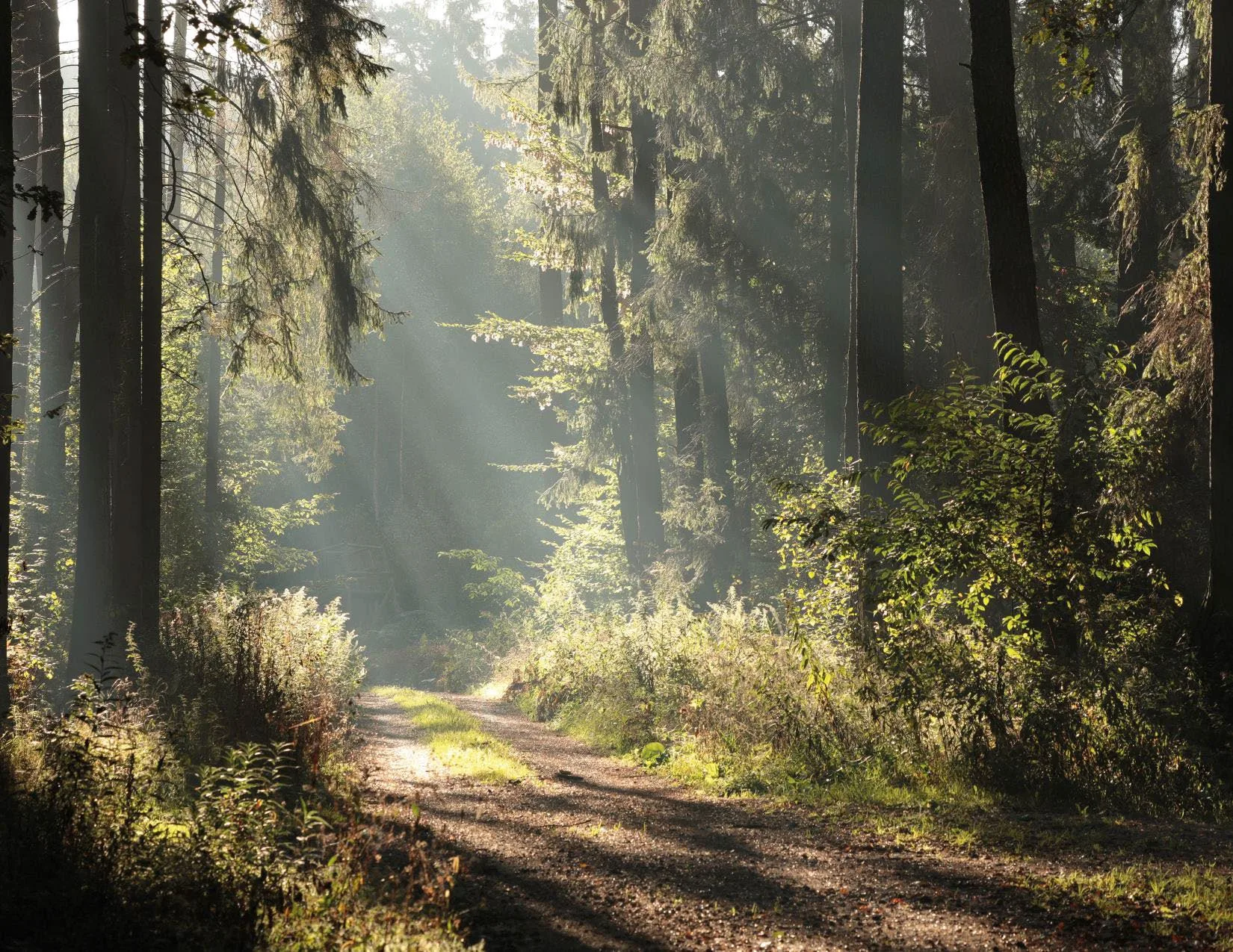 Let Nature Show You the Way